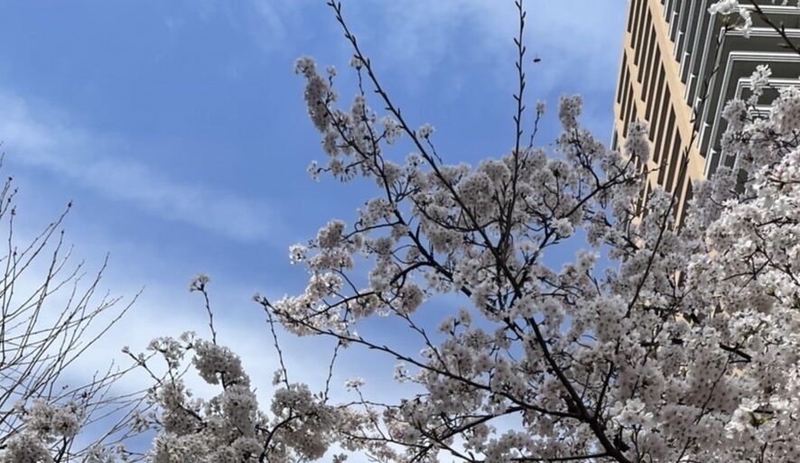 桜並木の写真